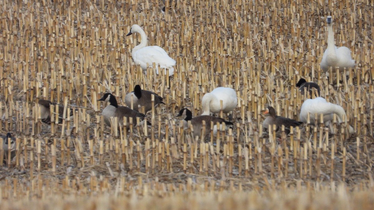 Greater White-fronted Goose - ML652670098