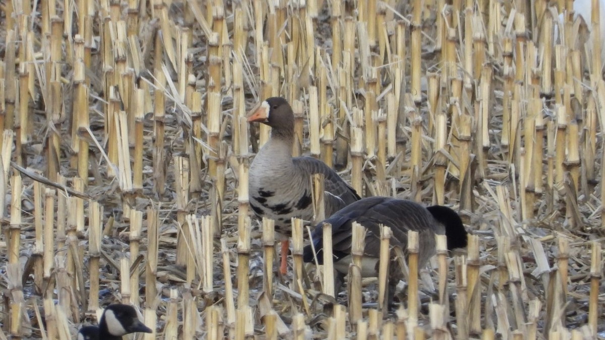 Greater White-fronted Goose - ML652670099
