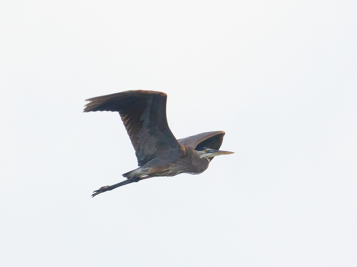 Great Blue Heron - ML652670101