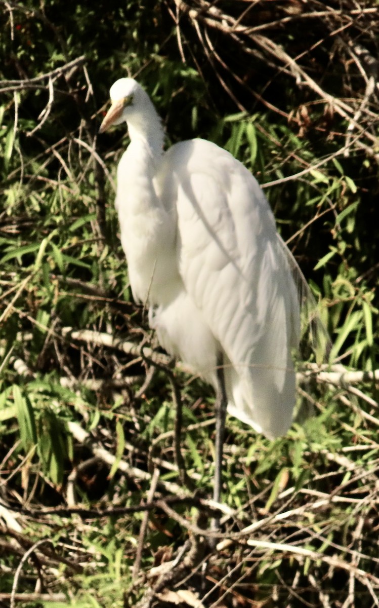 volavka bílá - ML652670211