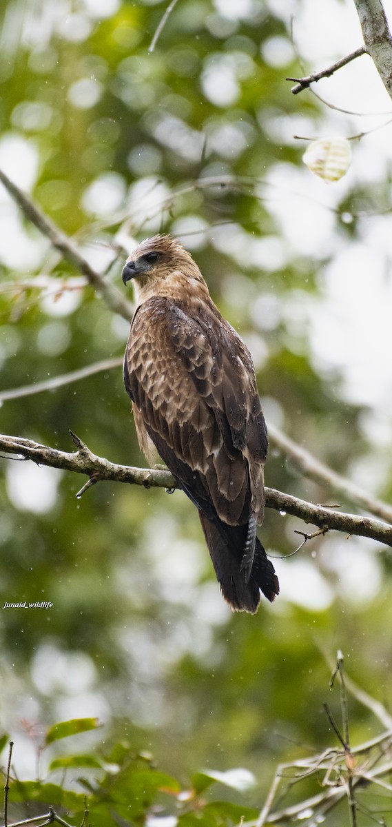 Brahmanenmilan - ML652670291