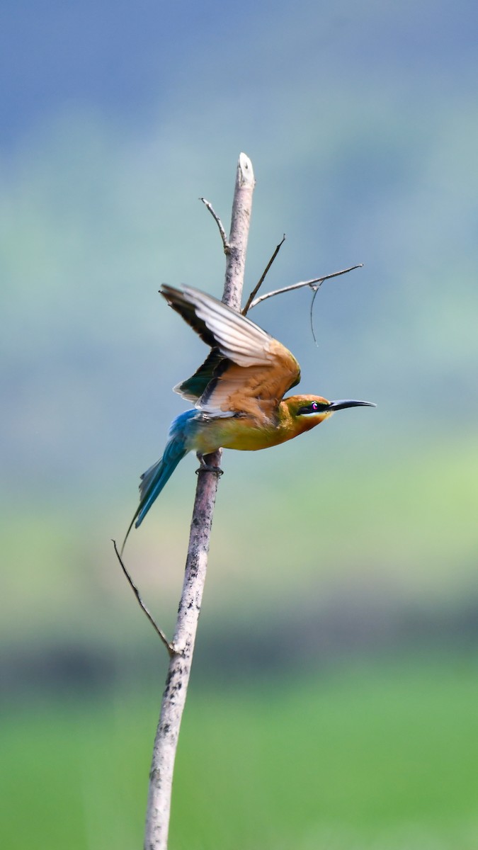 Blauschwanzspint - ML652670314