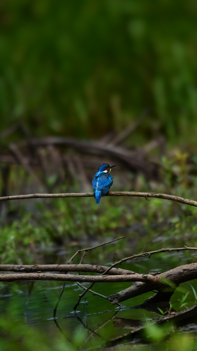 Eisvogel - ML652670336