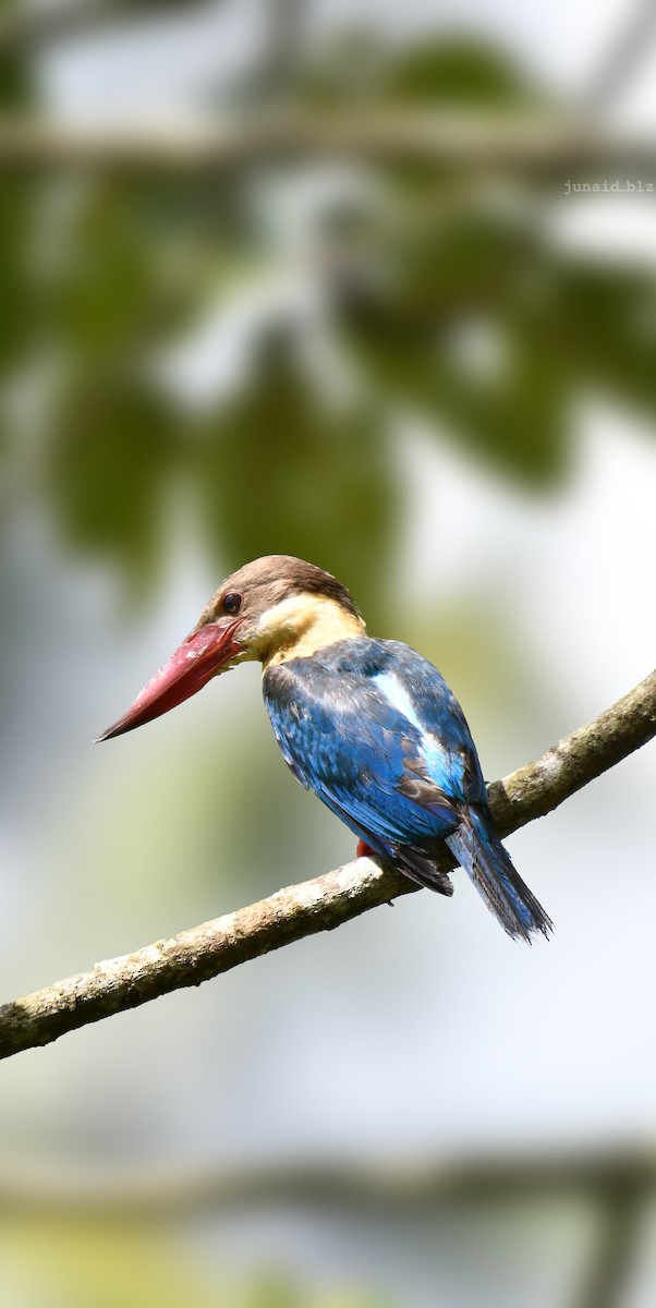 Storchschnabelliest - ML652670393