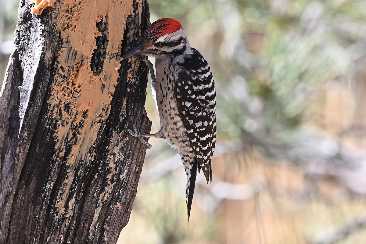 Ladder-backed Woodpecker - ML652670426