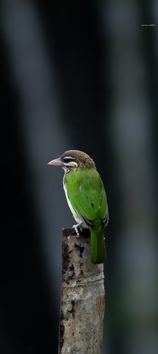 Grünbartvogel - ML652670433