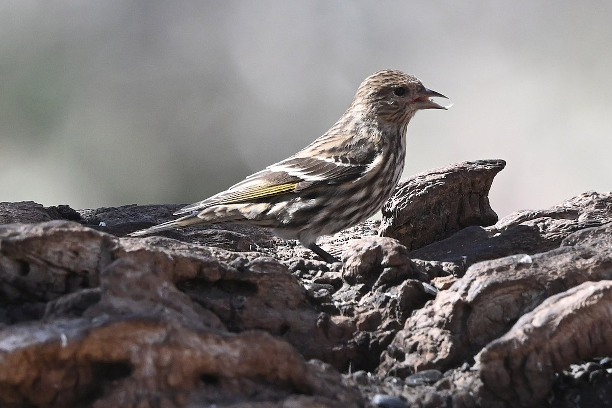 Jilguero de Los Pinos - ML652670460