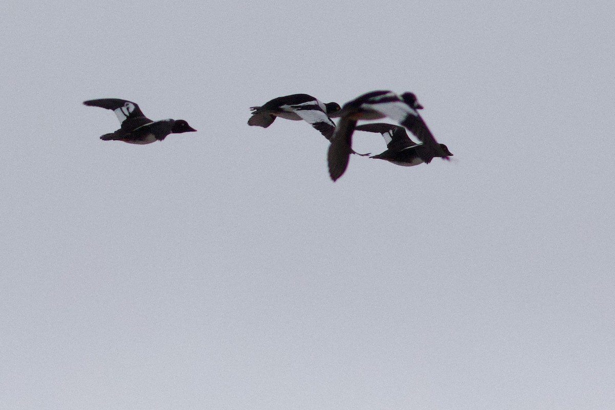 hohol islandský - ML652670742