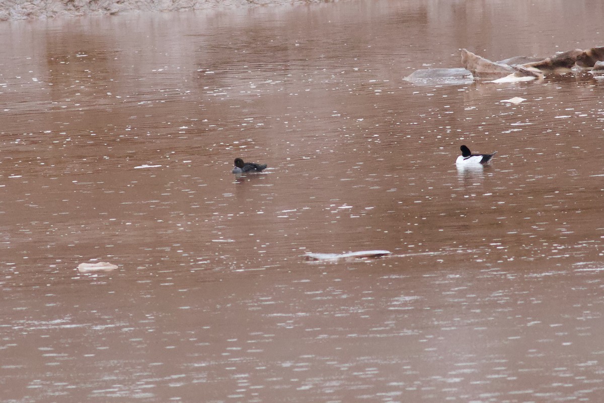 hohol islandský - ML652670774