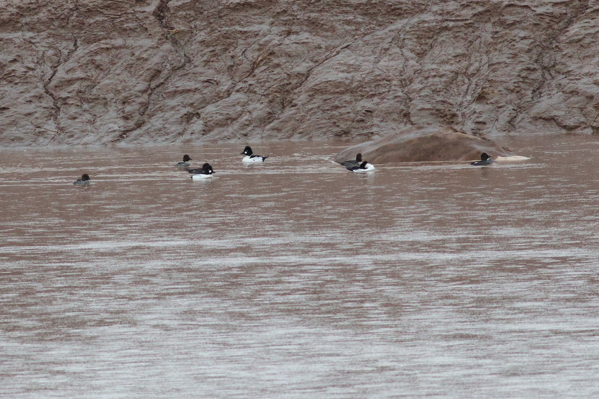 hohol severní - ML652670785