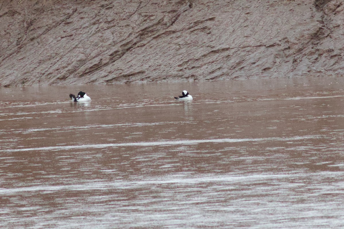 hohol bělavý - ML652670789