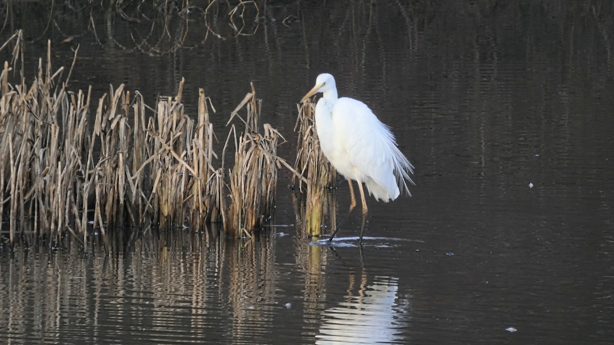 volavka bílá - ML652670790