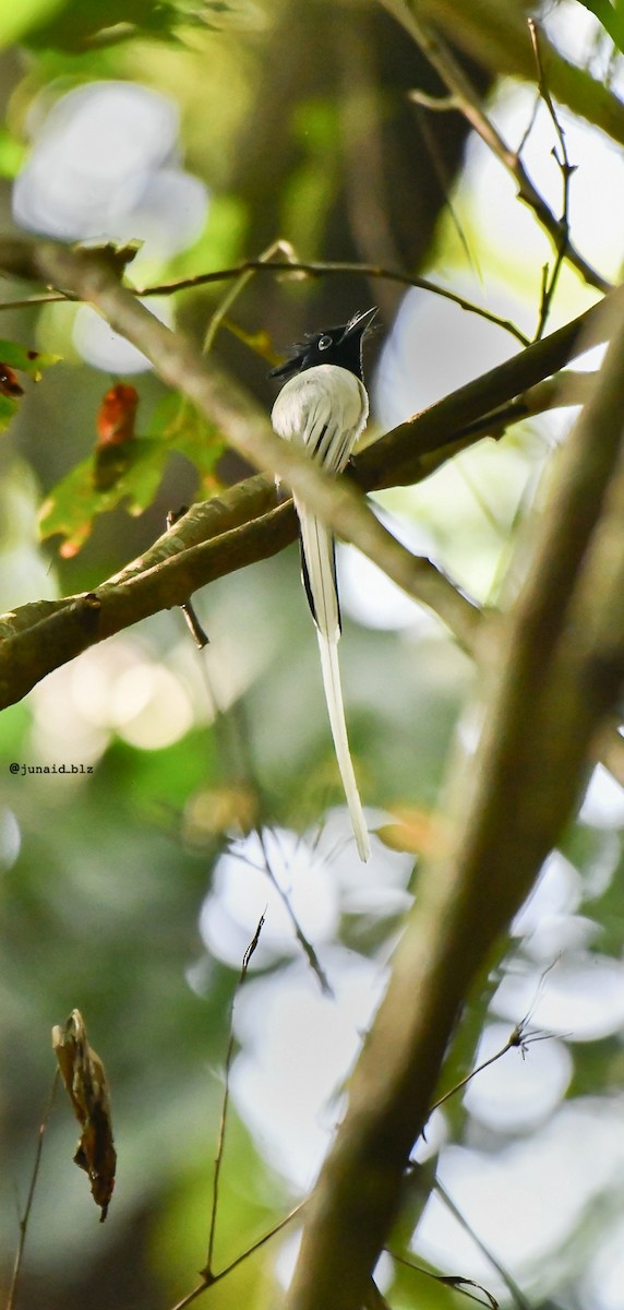 Hainparadiesschnäpper - ML652670796