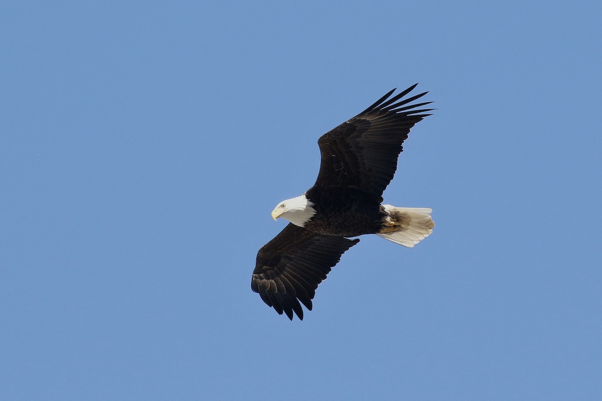 Pigargo Americano - ML652670850