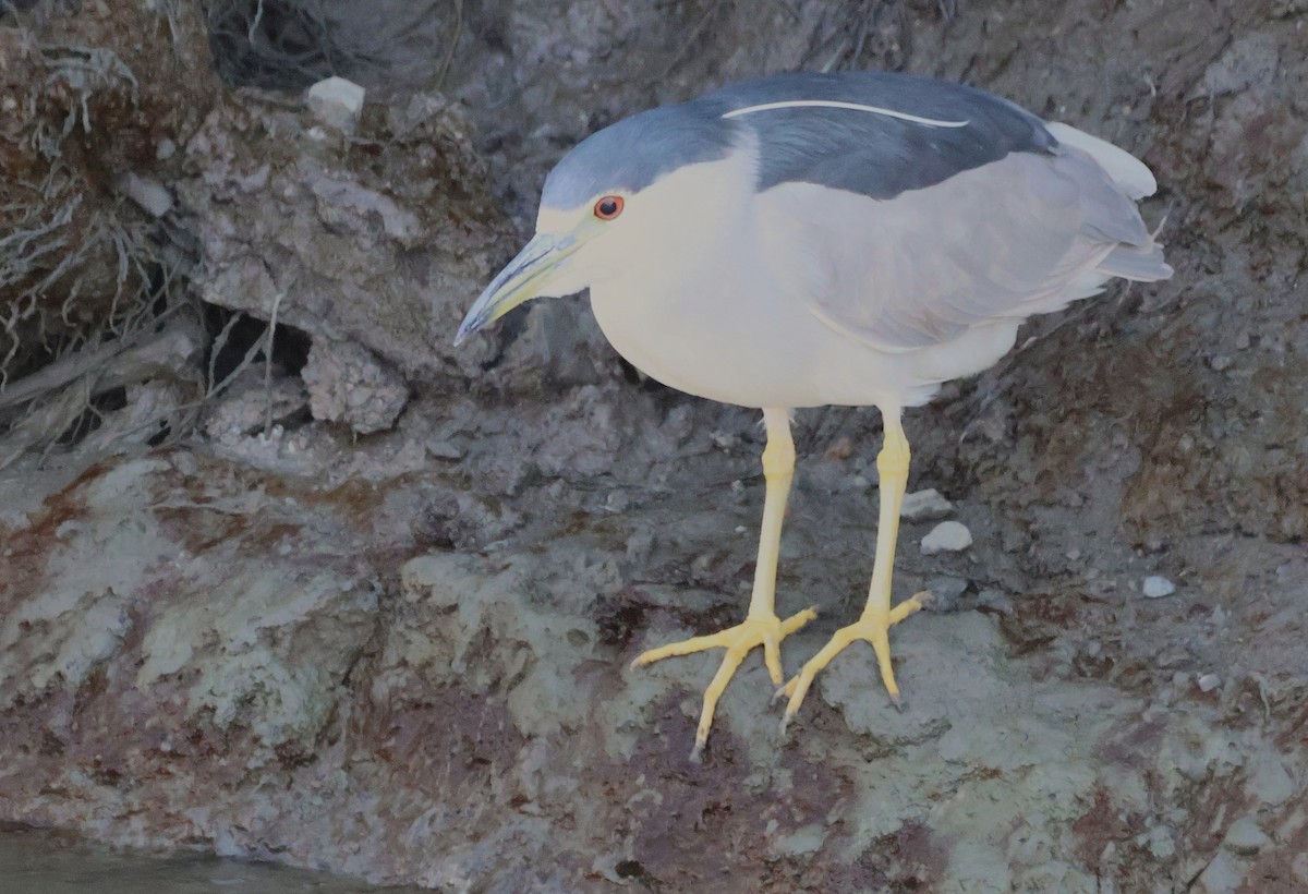 Ногоовор зашин - ML652670917