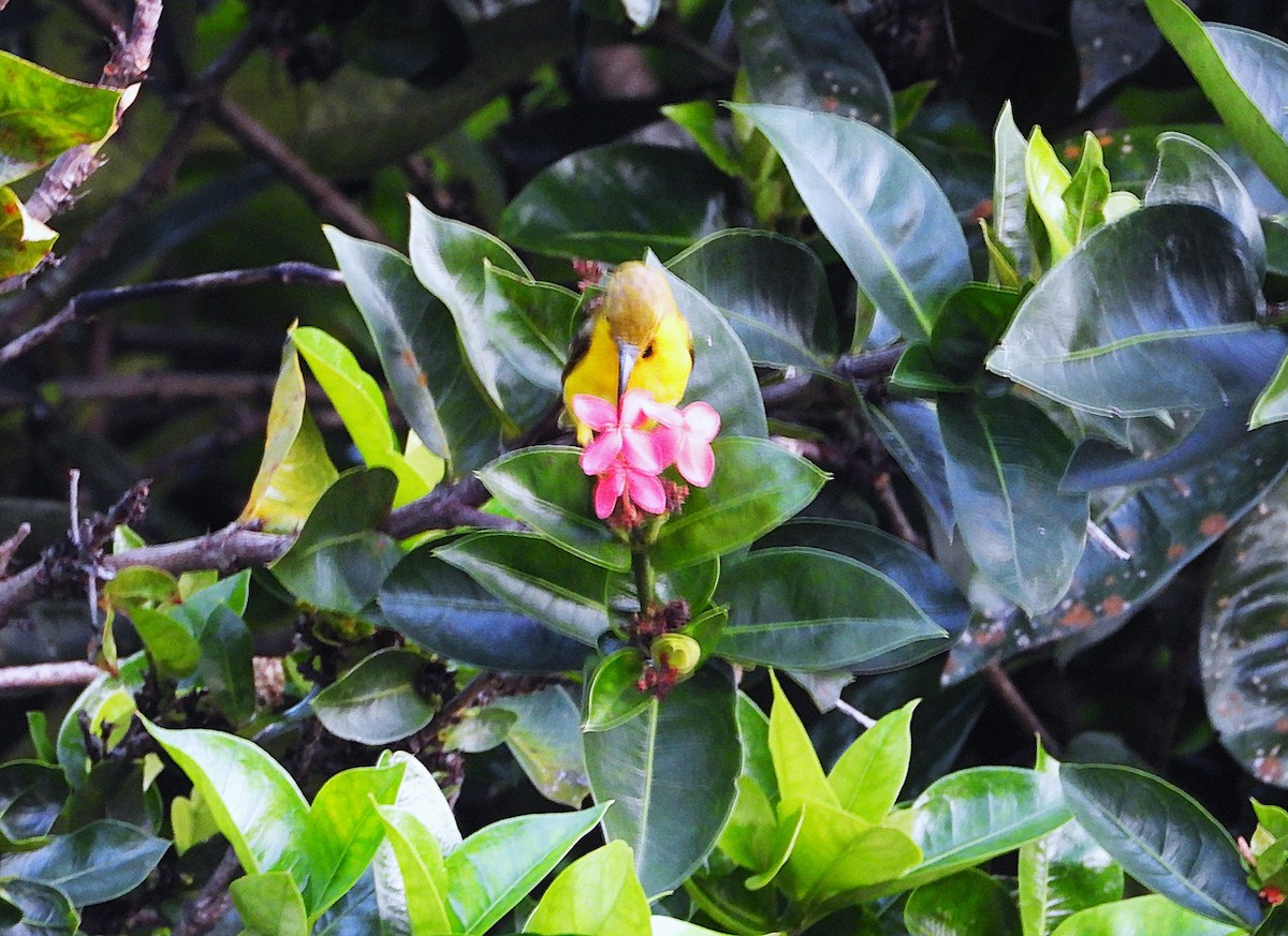 Sahul Sunbird - ML652670992