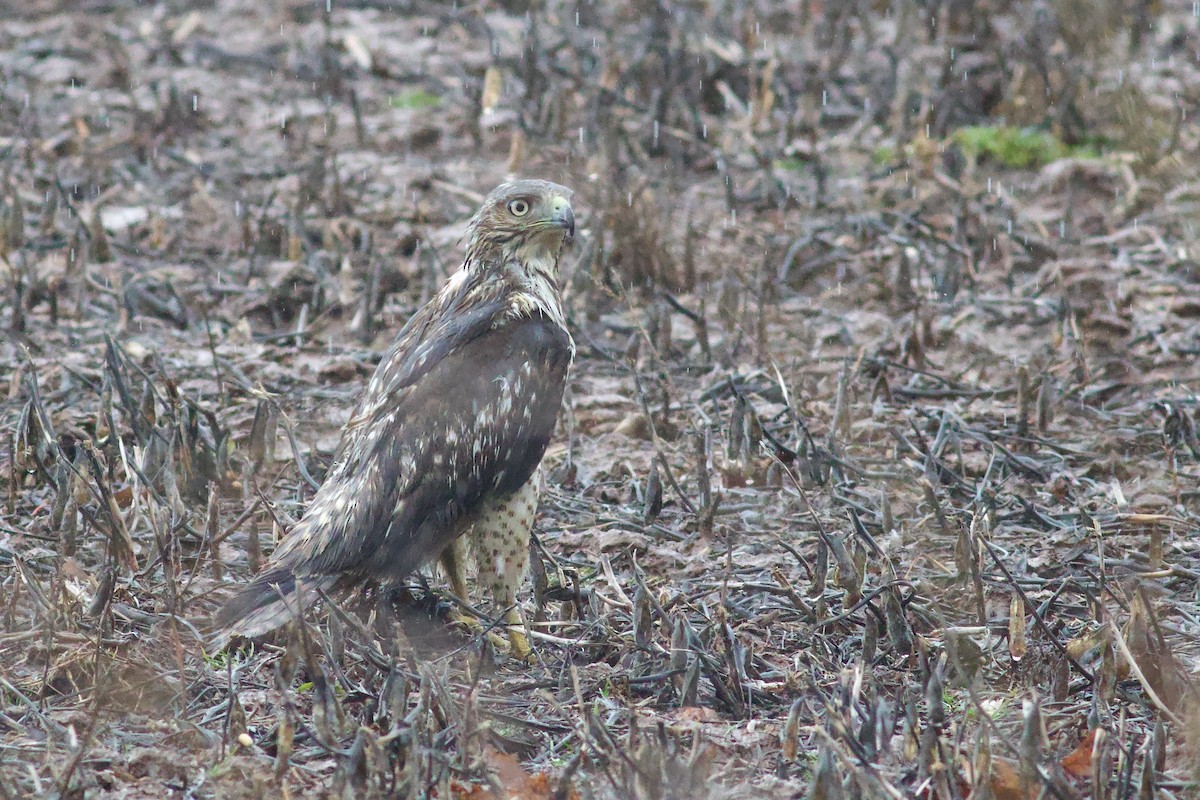 káně rudochvostá - ML652671045