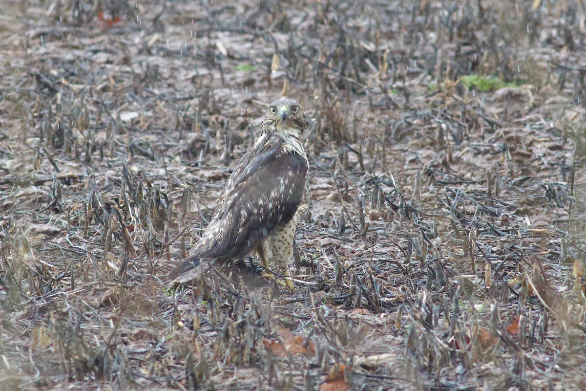 káně rudochvostá - ML652671046