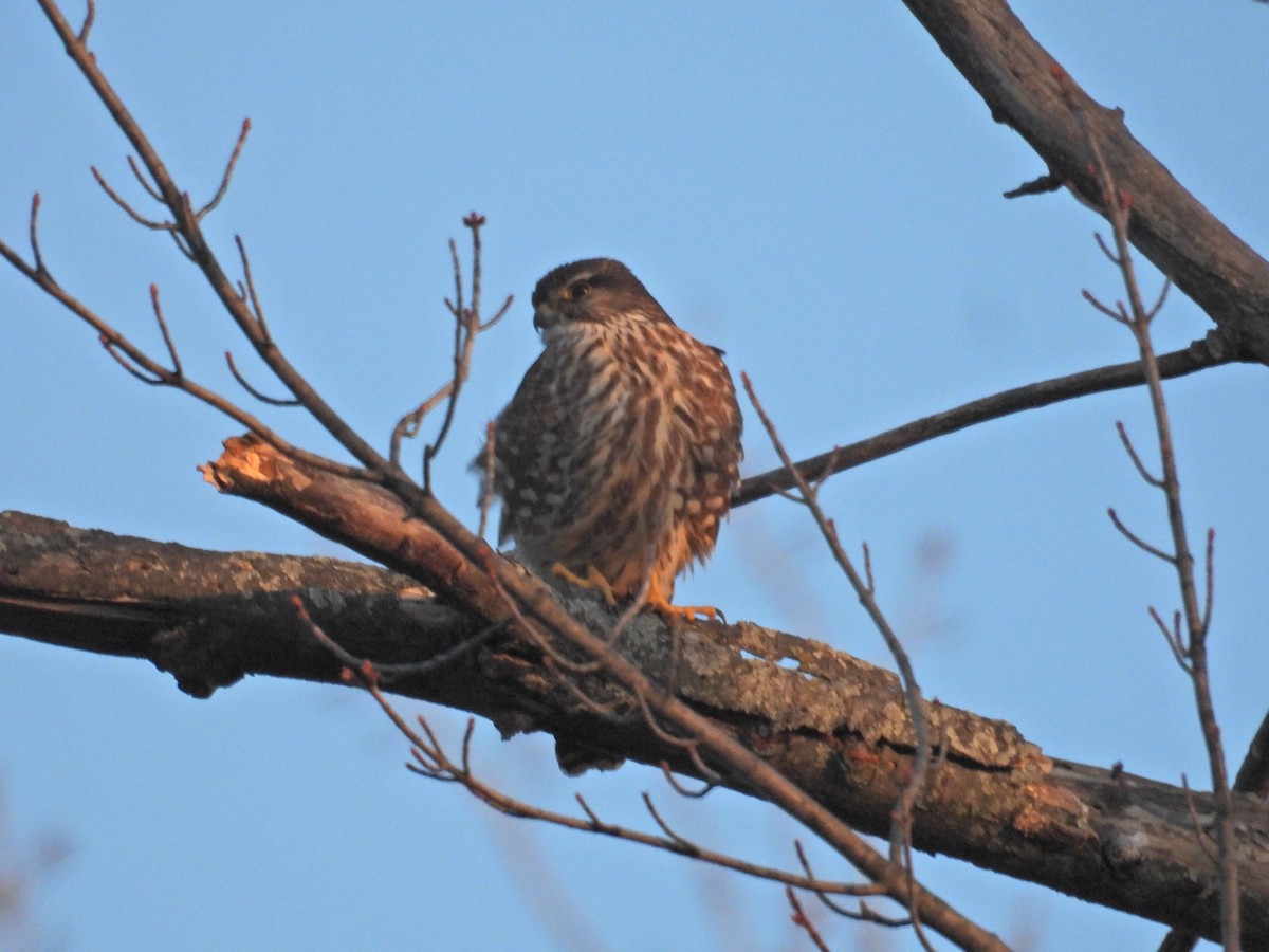 Belatz txikia - ML652671076