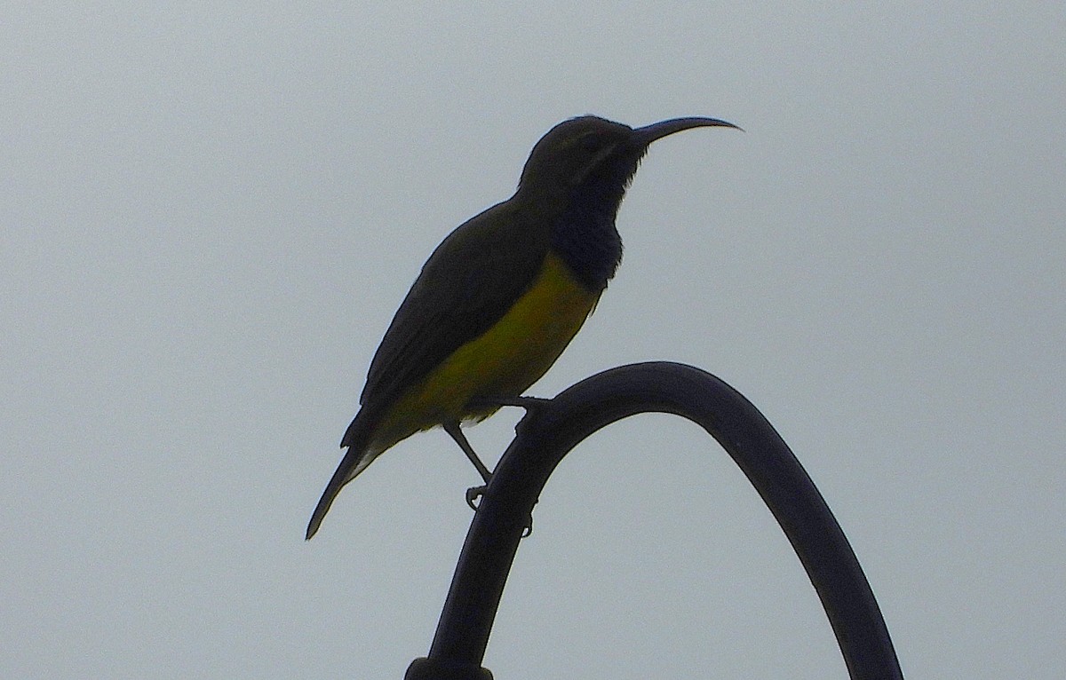 Sahul Sunbird - ML652671088