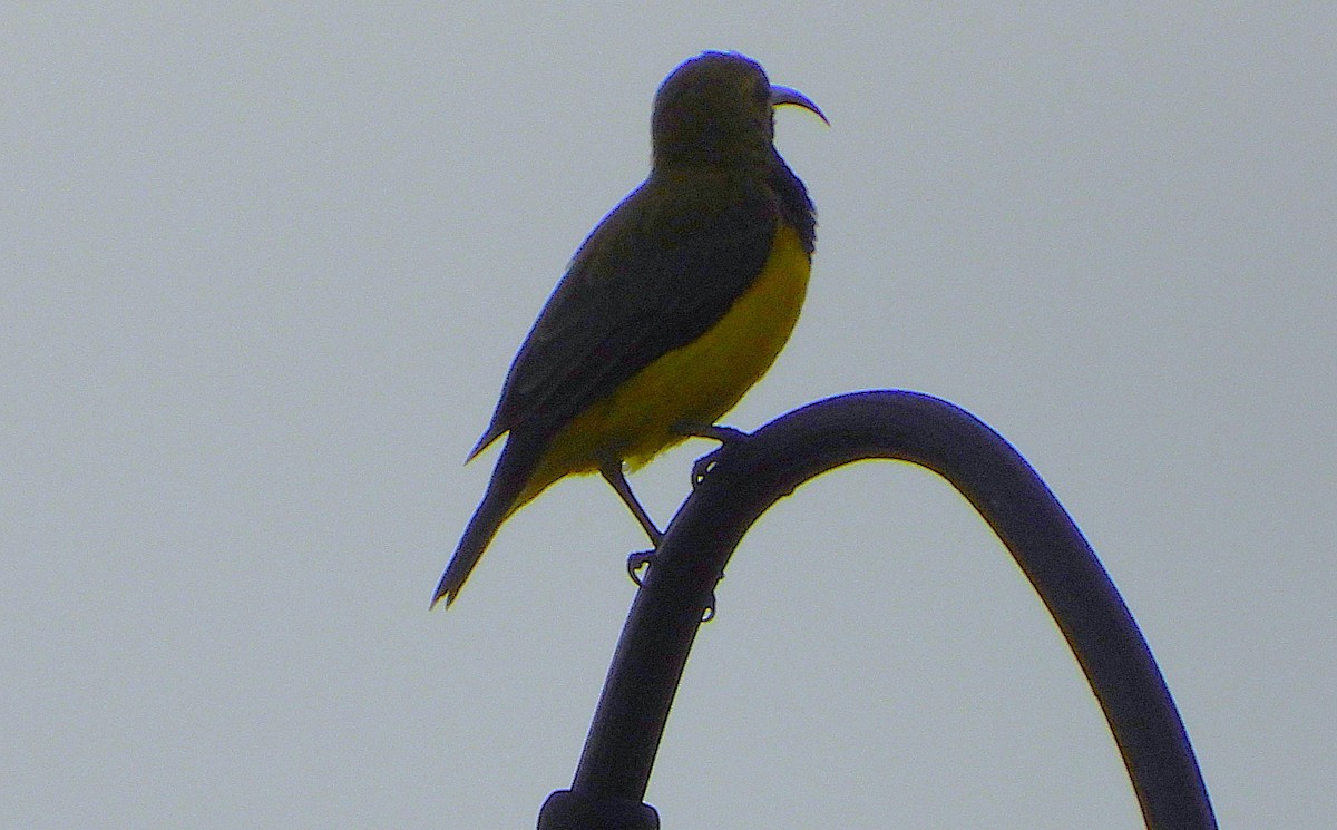 Sahul Sunbird - ML652671089