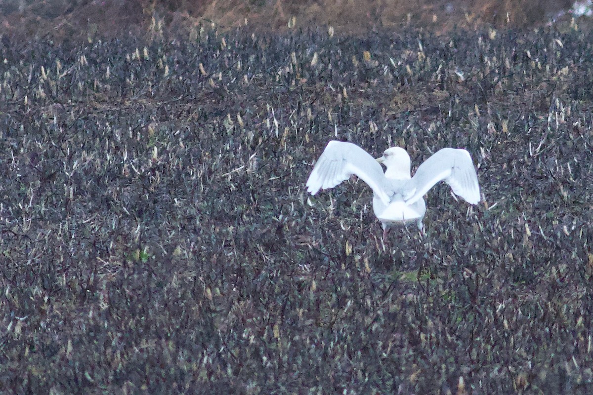 racek polární (ssp. kumlieni/glaucoides) - ML652671127