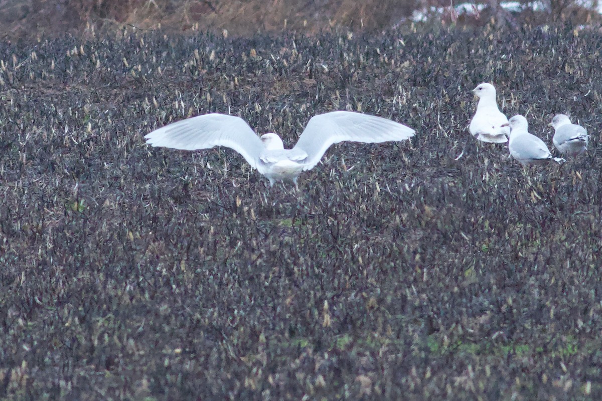 racek polární (ssp. kumlieni/glaucoides) - ML652671128