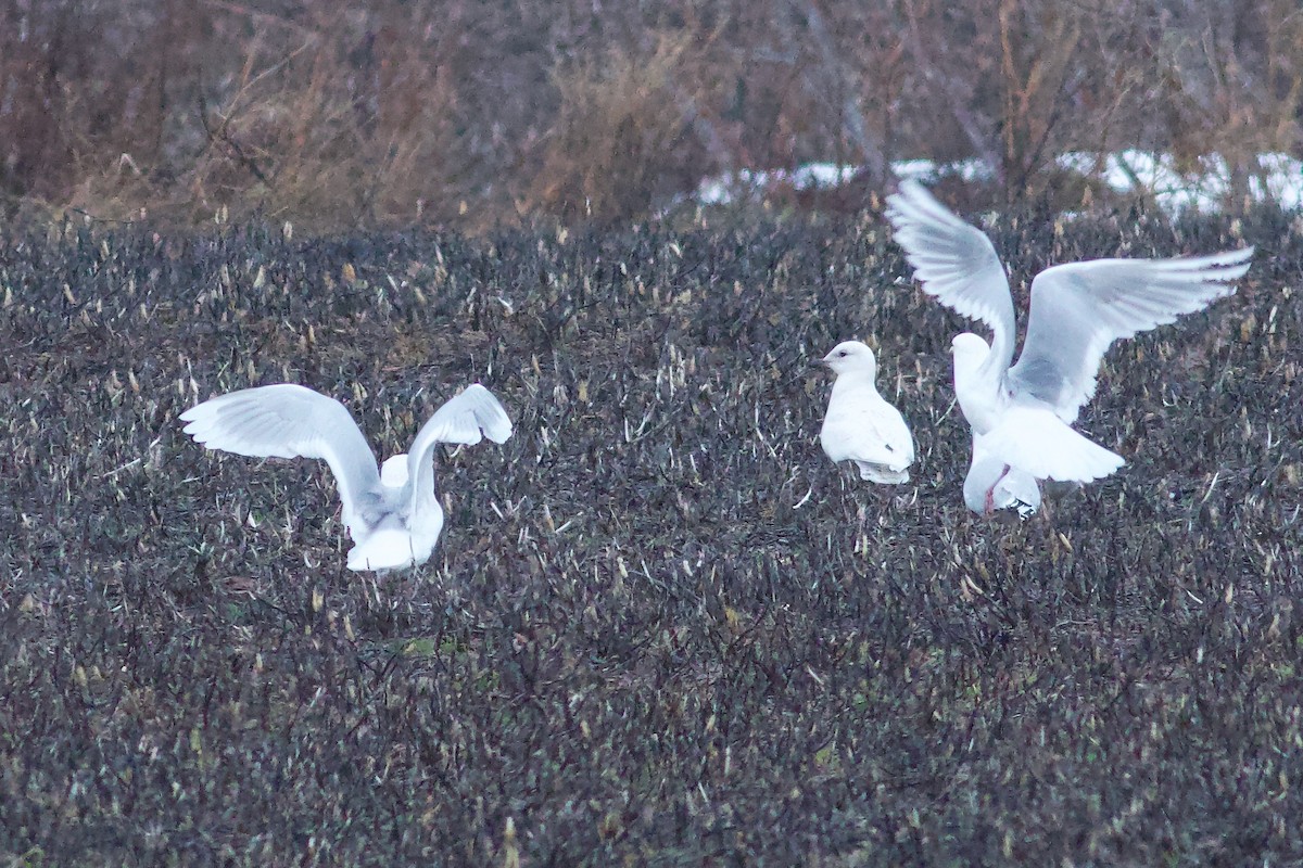 racek polární (ssp. kumlieni/glaucoides) - ML652671129