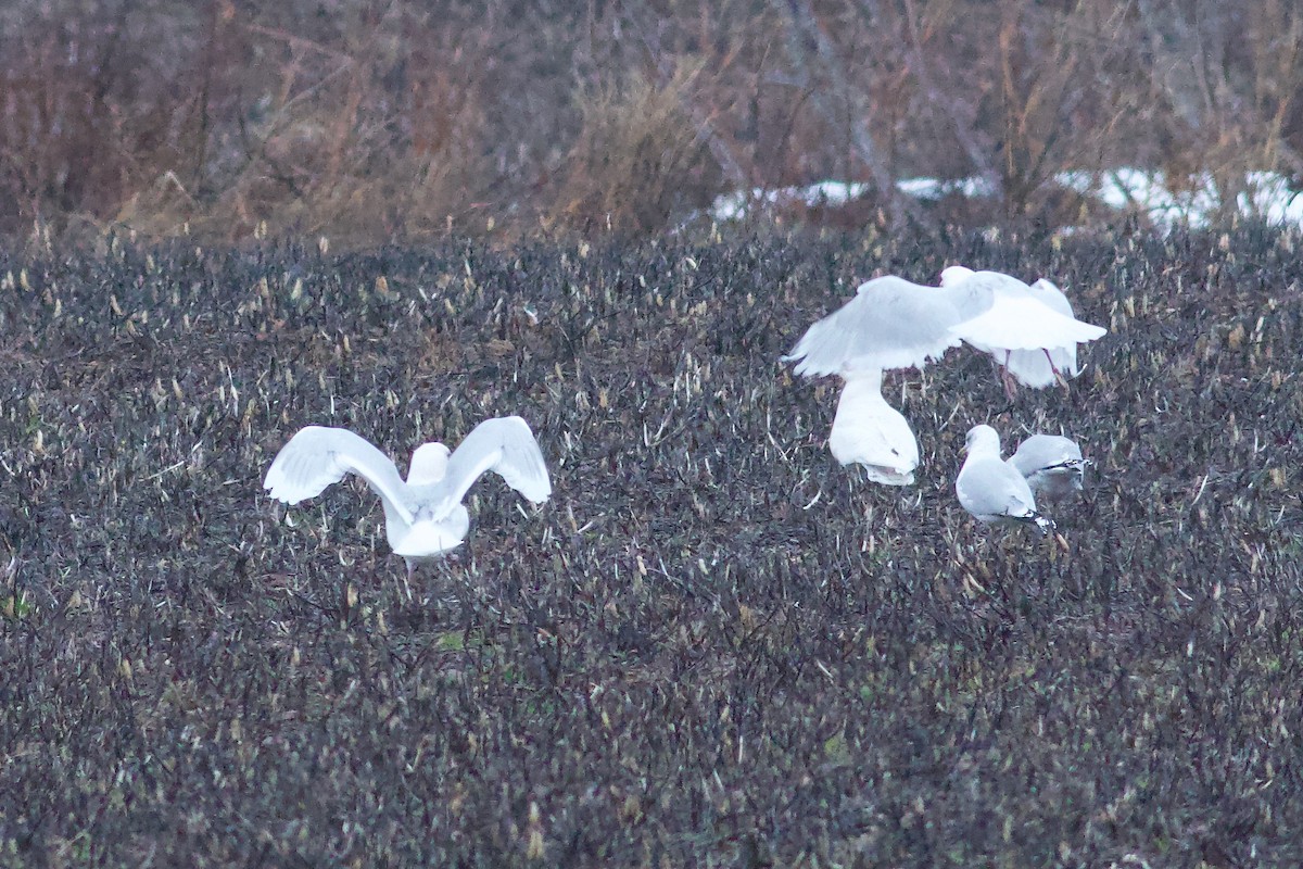 racek polární (ssp. kumlieni/glaucoides) - ML652671130