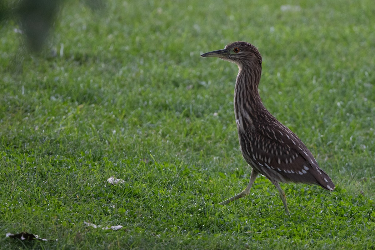 Ногоовор зашин - ML652671170