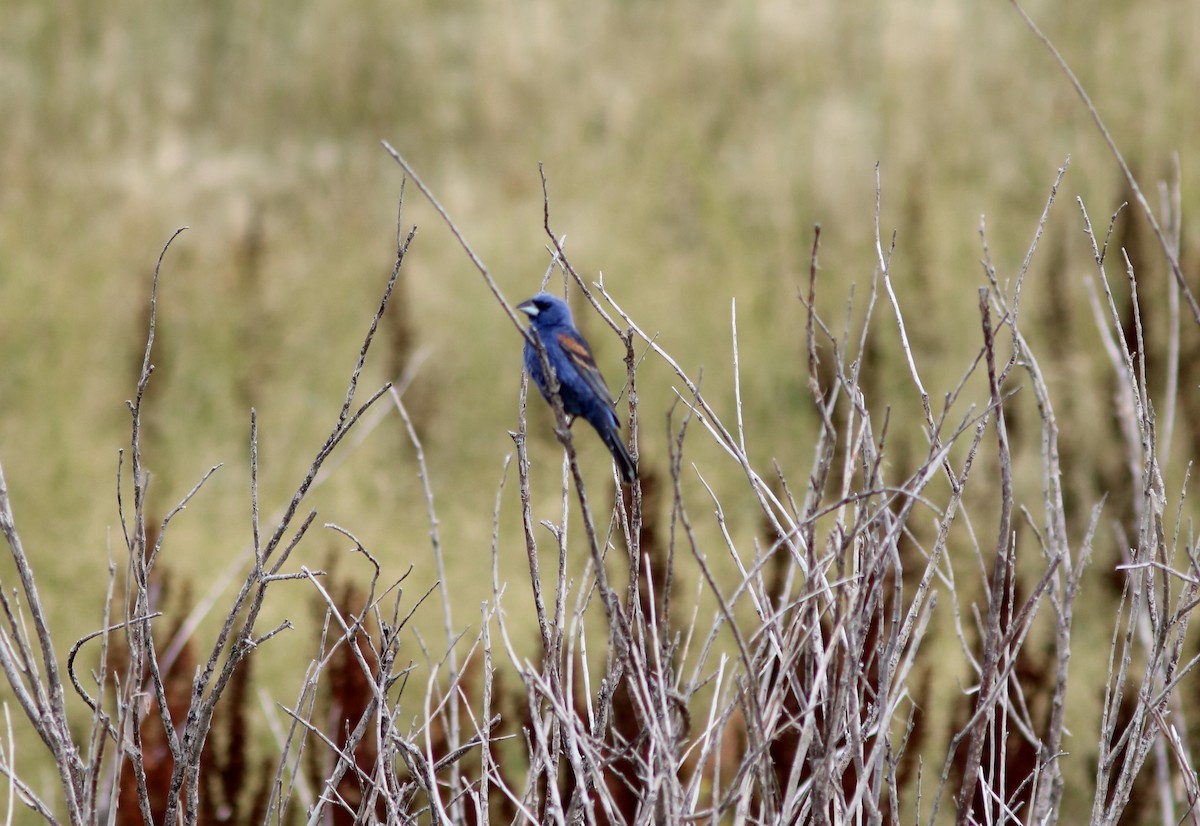 Blue Grosbeak - John Drummond