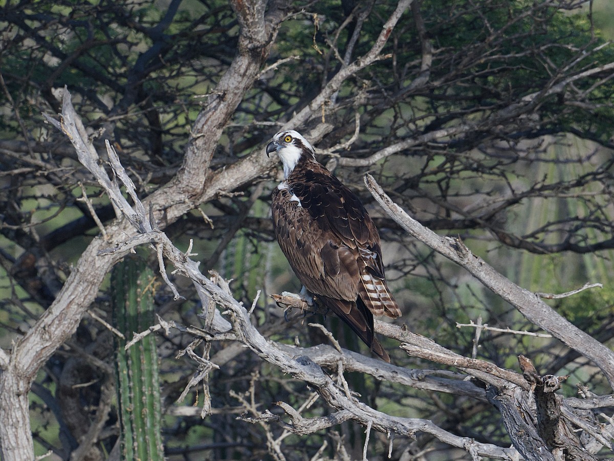 물수리 - ML652671212