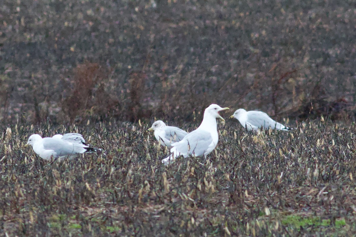racek polární (ssp. kumlieni) - ML652671239
