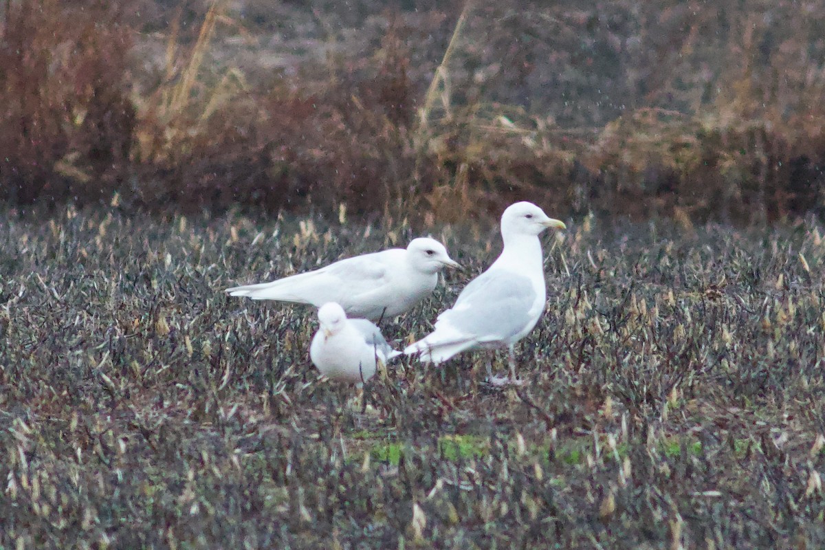 racek polární (ssp. kumlieni) - ML652671240