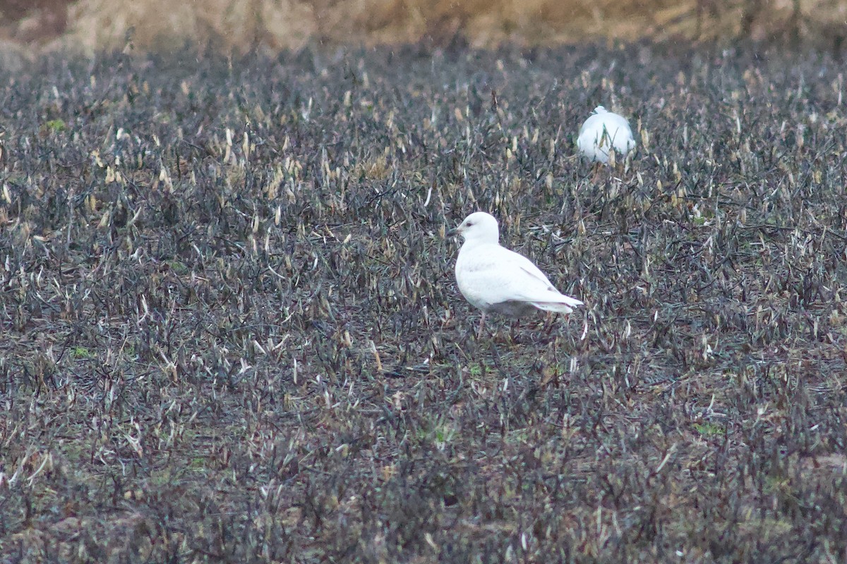 racek polární (ssp. kumlieni) - ML652671242