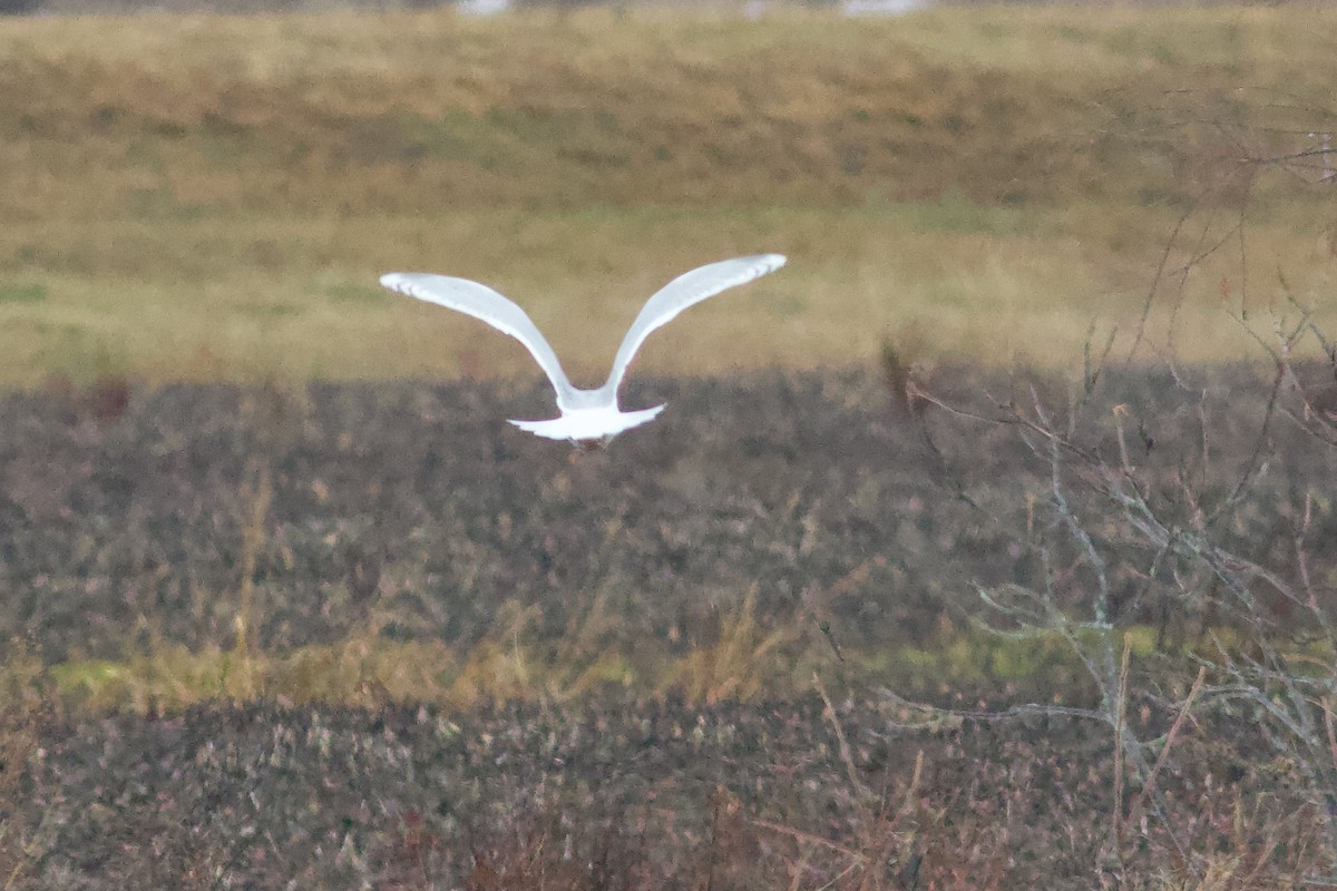 racek polární (ssp. kumlieni) - ML652671268