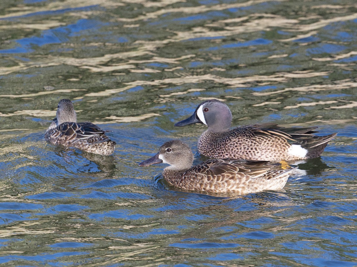 Blue-winged Teal - ML652671279