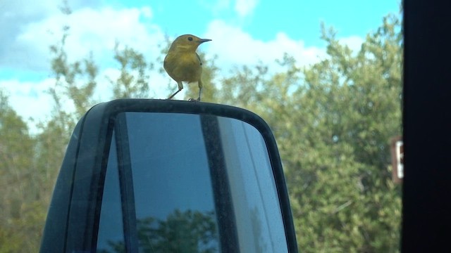 Northern/Mangrove Yellow Warbler - ML652671283