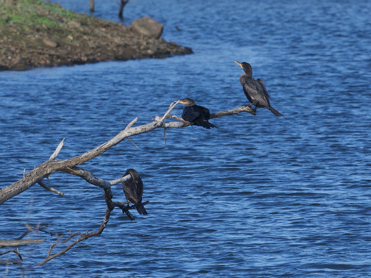 Neotropic Cormorant - ML652671350