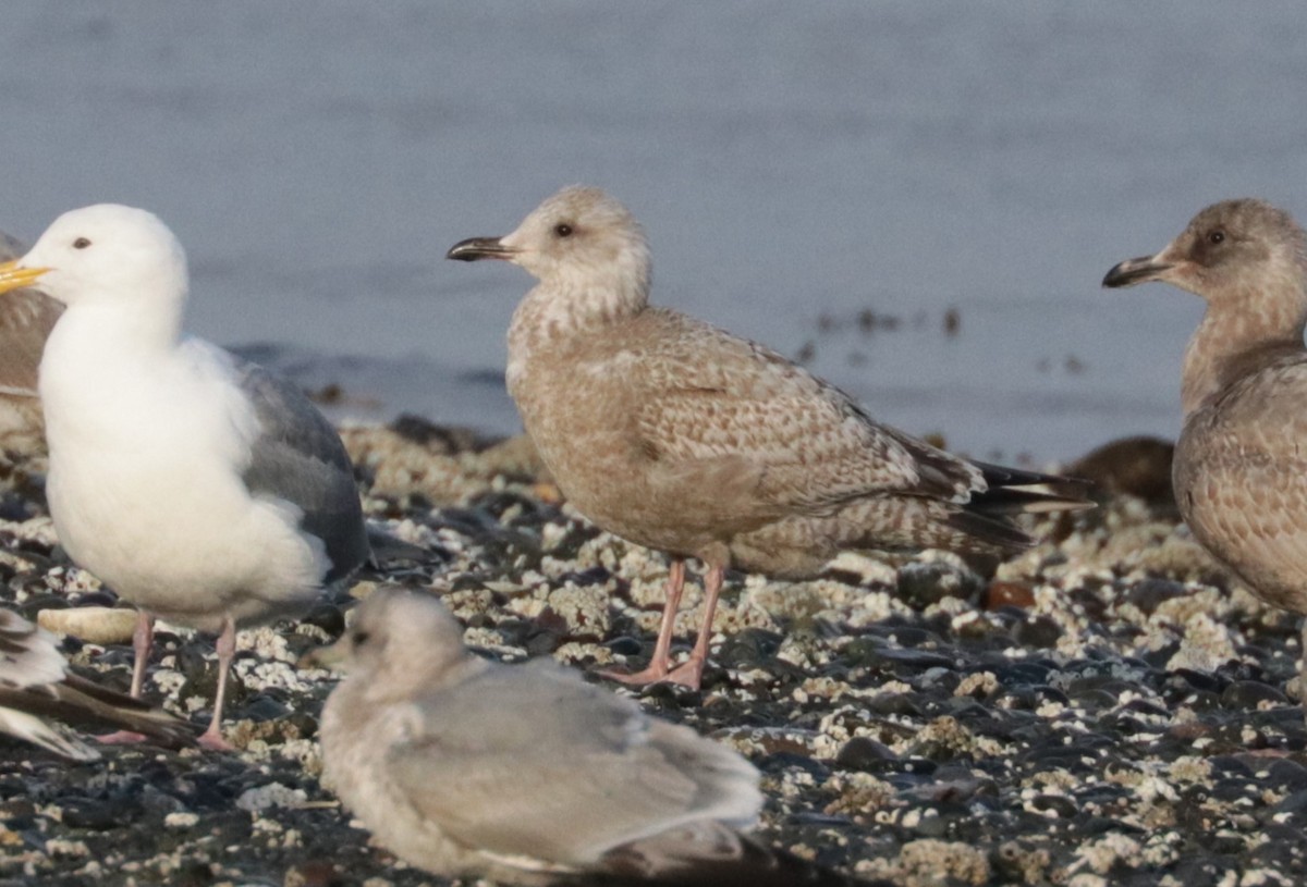 Iceland Gull - ML652671402
