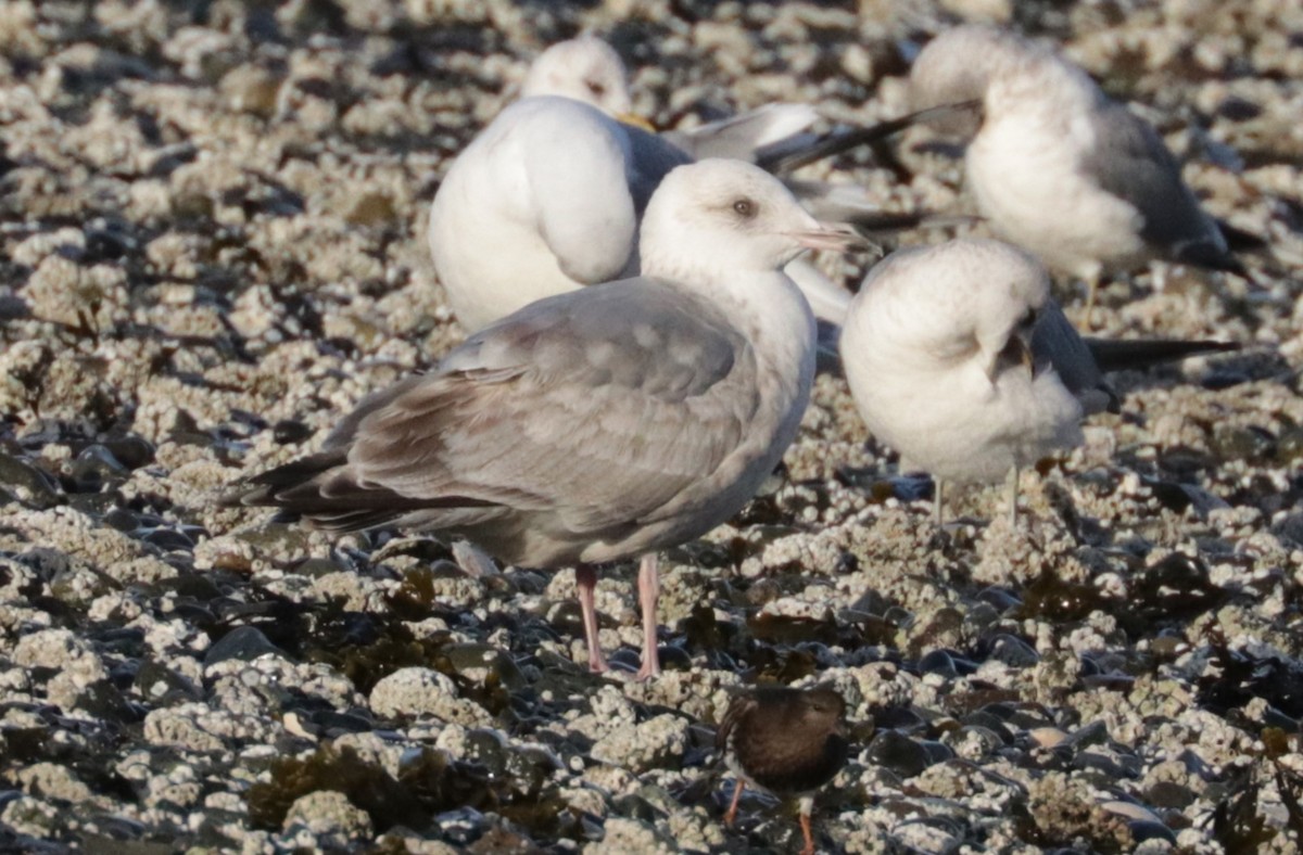 Iceland Gull - ML652671403