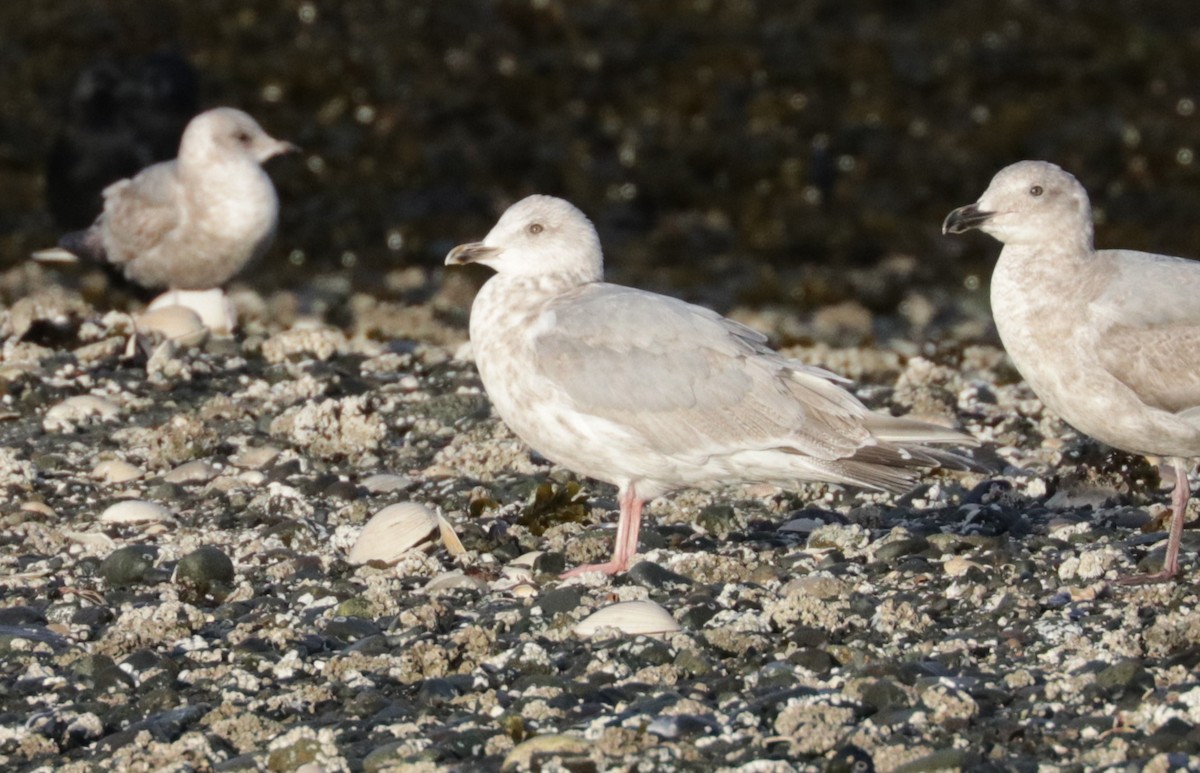 Iceland Gull - ML652671404