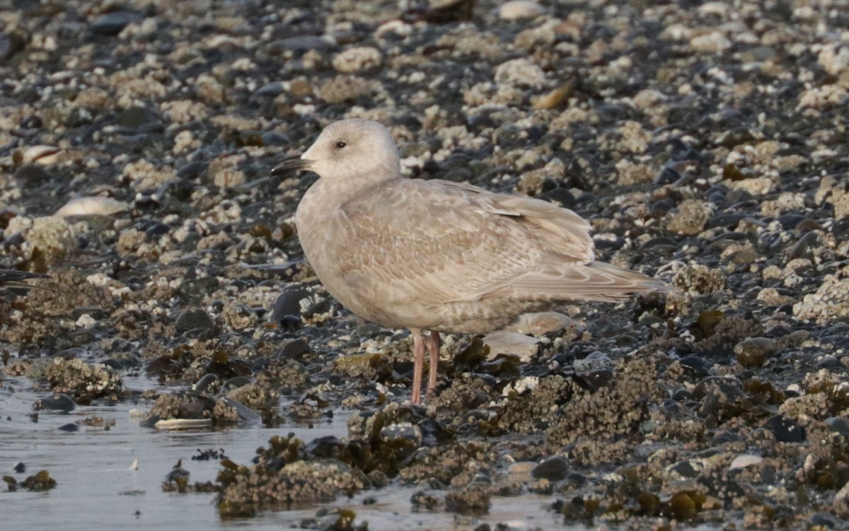 Iceland Gull - ML652671405