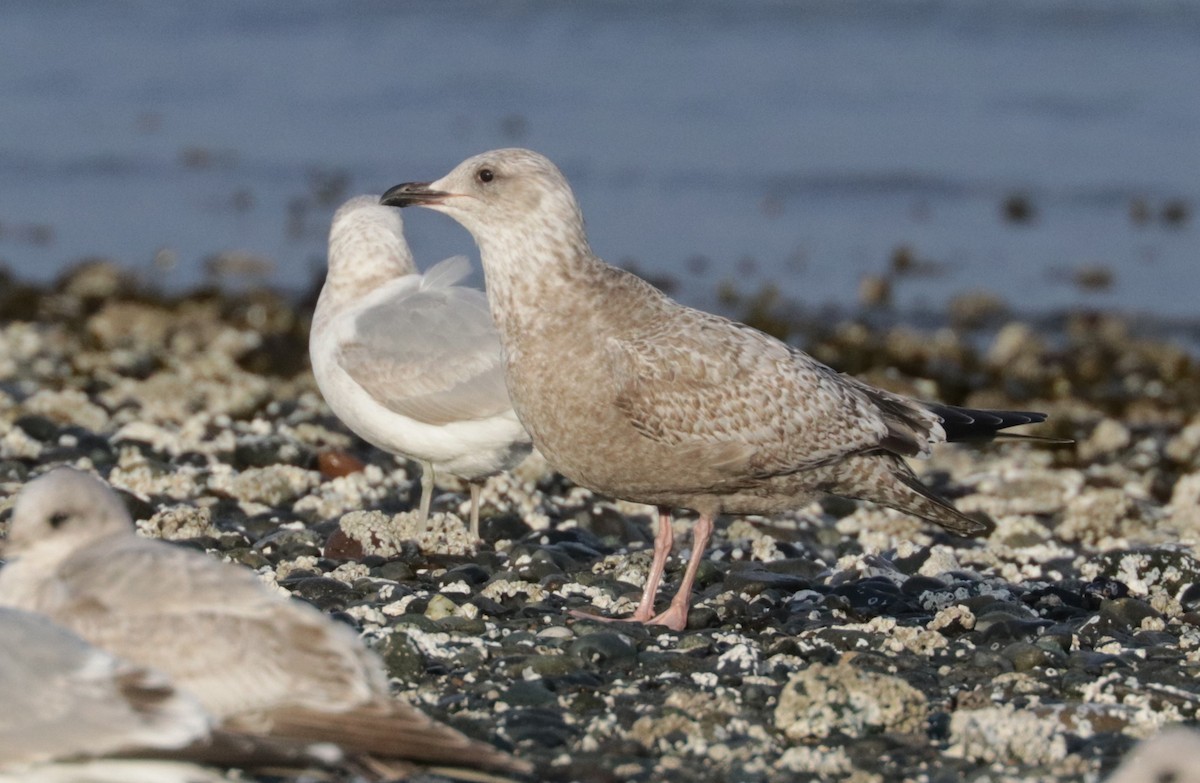 Iceland Gull - ML652671406