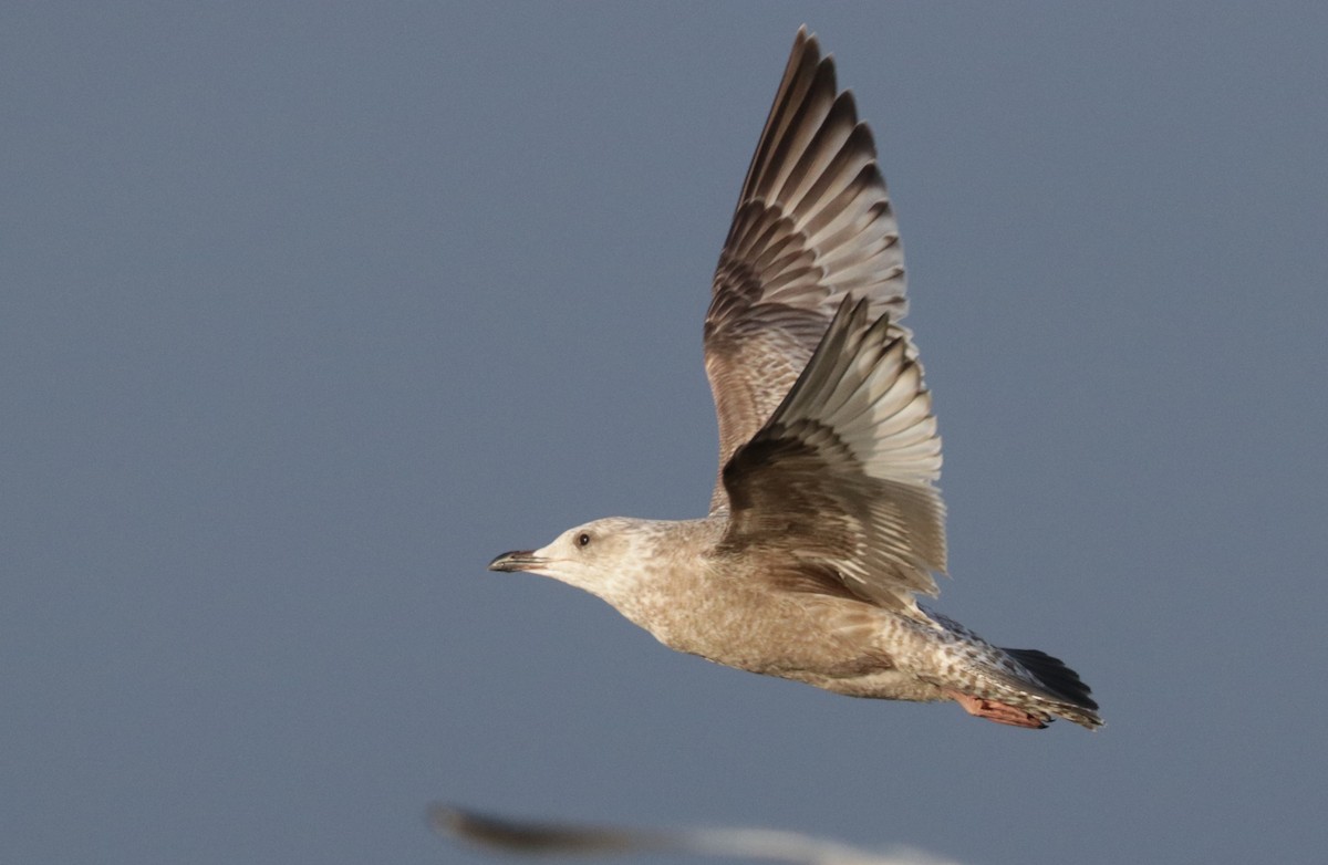 Iceland Gull - ML652671407