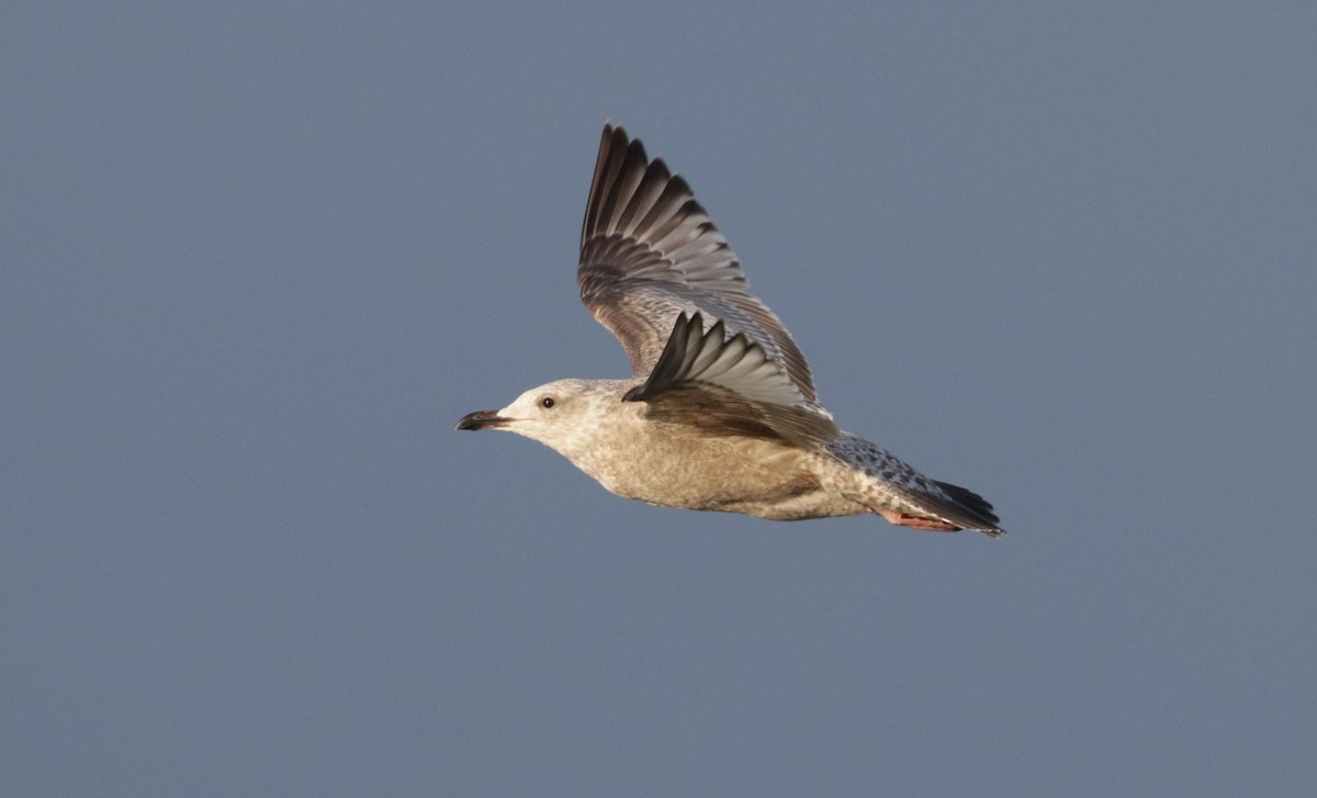 Iceland Gull - ML652671408