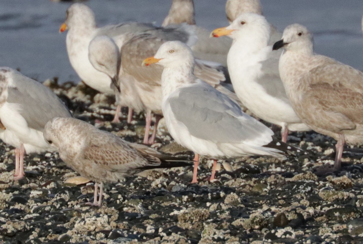 American Herring Gull - ML652671419