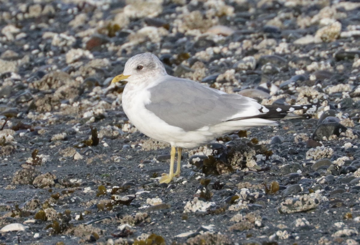 Short-billed Gull - ML652671424