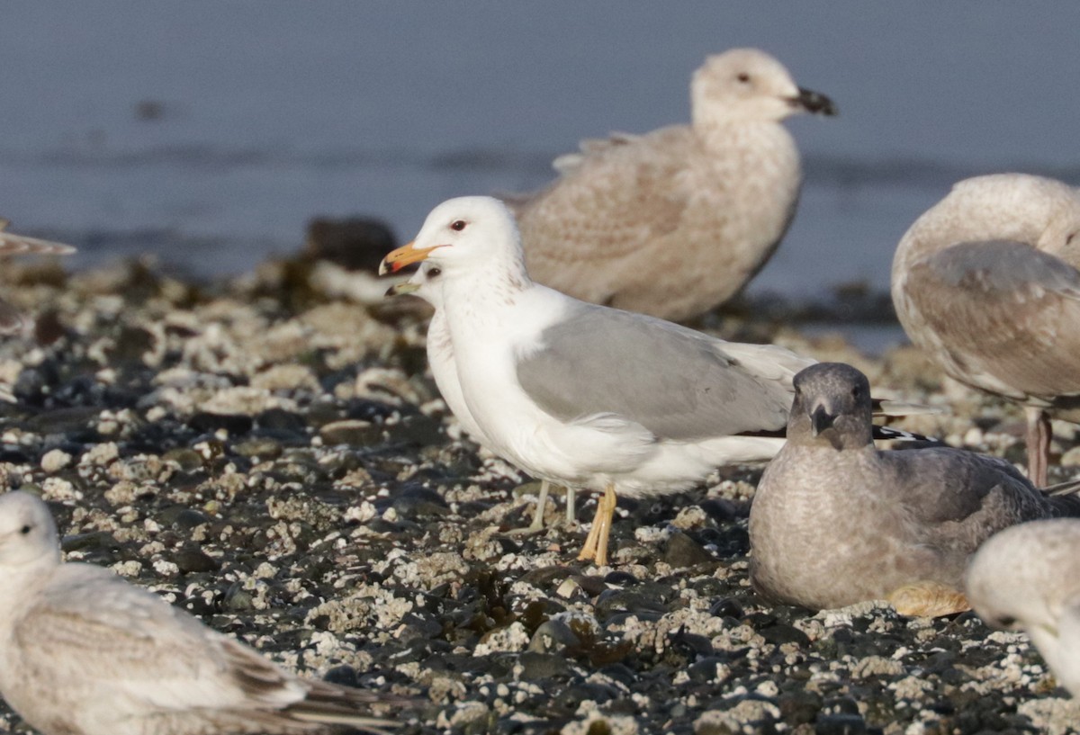 California Gull - ML652671437