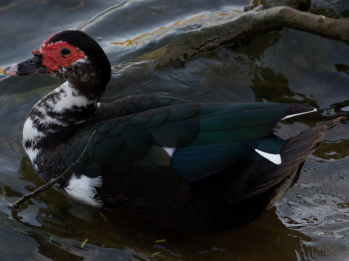 머스코비오리 - ML652671517